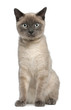 Siamese kitten, 6 months old, sitting