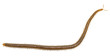 Centipede in front of white background