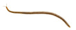 Centipede in front of white background