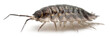 Common woodlouse, Oniscus asellus