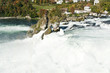 Rhine Falls