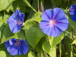 Morning glory flowers in Dassia Corfu