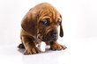 Photo: Dog Dog
