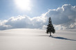 雪原に立つ木