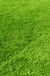 green grass texture
