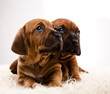 Dogs