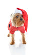 Christmas yorkie Christmas yorkie