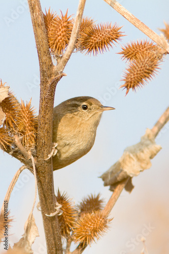 Foto: Eurasian Wren (Troglodytes troglodytes) Eurasian Wren (Troglodytes troglodytes)