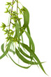 feuilles, boutons floraux eucalyptus