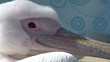Pelican in Mykonos, Greece
