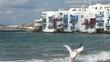 Pelican in Mykonos, Greece
