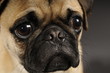 Mops