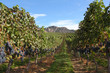 Ready for Harvest, Okanagan Vineyard Ready for Harvest, Okanagan Vineyard