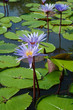 water Lily with flower water Lily with flower