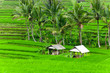 Flooded Paddy Field