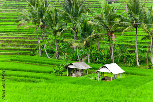 Foto: Flooded Paddy Field Flooded Paddy Field