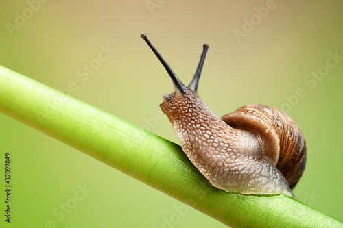 Photo : Snail on green stem Snail on green stem