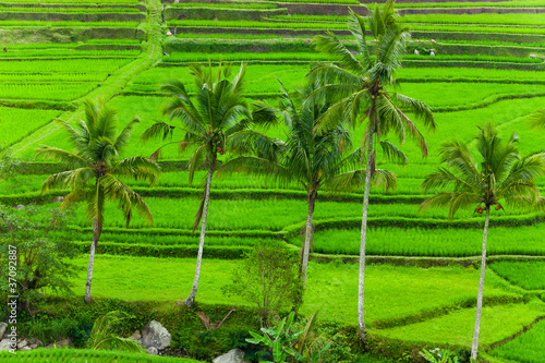 Foto: Beautiful Asian Landscape Beautiful Asian Landscape