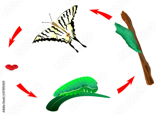 Vector: Butterfly life cycle. Metamorphosis Butterfly life cycle. Metamorphosis