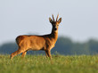 Rehbock im Morgengrauen auf einer Wiese