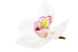 one white orchid isolated