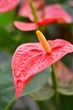 anthurium