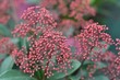 skimmia