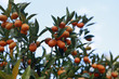 cumquat fruit