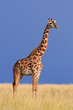 Giraffe, Afrika