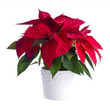 Photo: A Pot of Red Poinsettia Isolated on White A Pot of Red Poinsettia Isolated on White