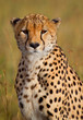 Gepard, Cheetah