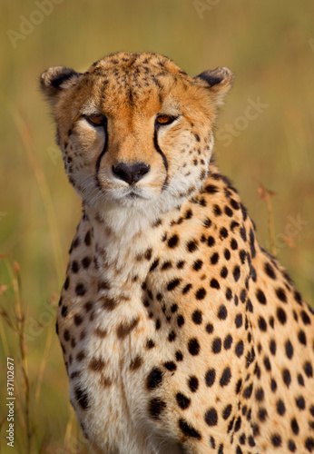 Photo: Gepard, Cheetah Gepard, Cheetah