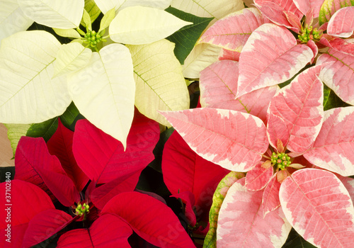 Photo: Colorful Poinsettia Closeup Colorful Poinsettia Closeup