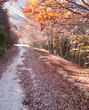 Sentiero di montagna in autunno