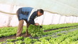 Farmer working in the greenhouse, planting salad