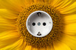 Sonnenblume mit Steckdose