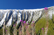 flore alpestre