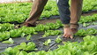 Farmer working in a greenhouse, planting salad