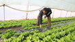 Farmer working in a greenhouse, planting salad