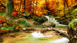 Autumn creek woods with yellow trees
