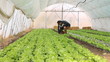 Farmer working in a greenhouse, planting salad