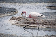 Flamingo in the Salt flat of Atacama (Chile) Flamingo in the Salt flat of Atacama (Chile)