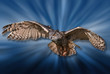 Bird of Pray Attack!