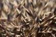 Foto: Igel Igel