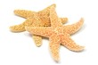 sea-star
