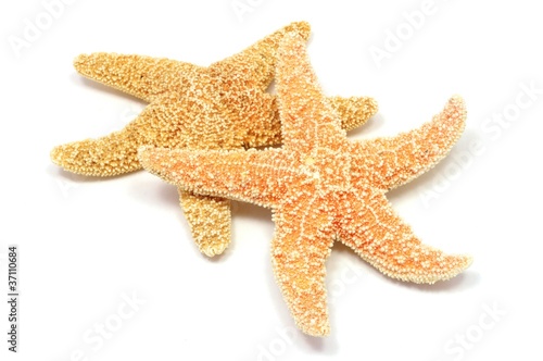 Photo: sea-star sea-star