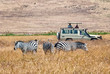 Tourists wathing zebras eating