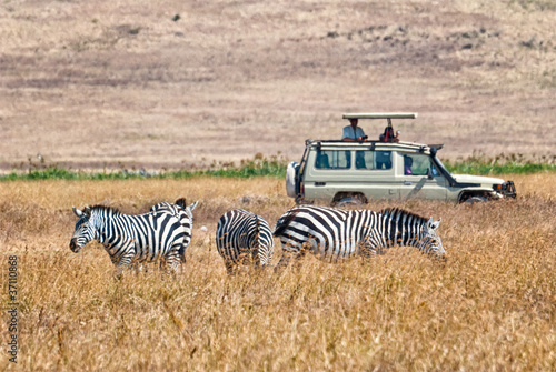 Photo: Tourists wathing zebras eating Tourists wathing zebras eating
