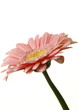 delicate pink zinnia