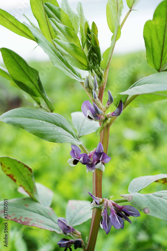 Foto: broad bean blooming broad bean blooming